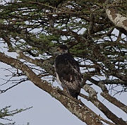 Augur buzzard (buteo augur), Serengeti